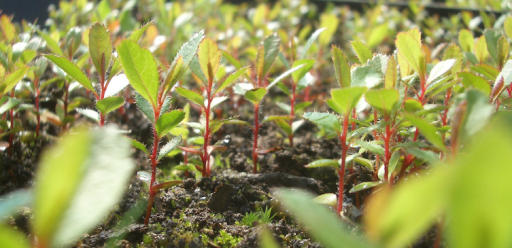 quer-ajudar-a-plantar-uma-arvore