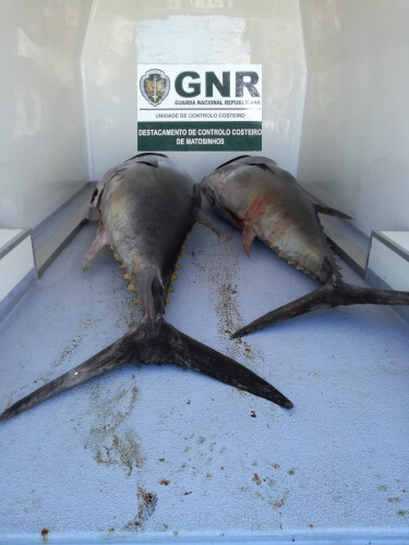 gnr-apreende-tres-centenas-de-quilos-de-atum-rabilho
