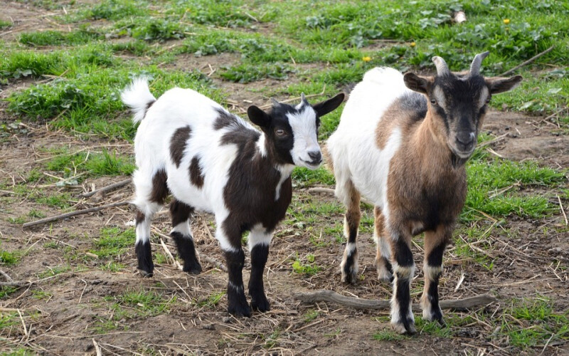 cabras-sapadoras-portuguesas-sao-destaque-em-jornal-americano