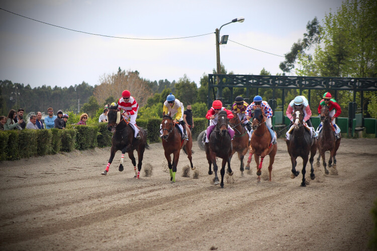 santo-tirso-acolhe-corridas-de-cavalos-mais-de-30-anos-depois