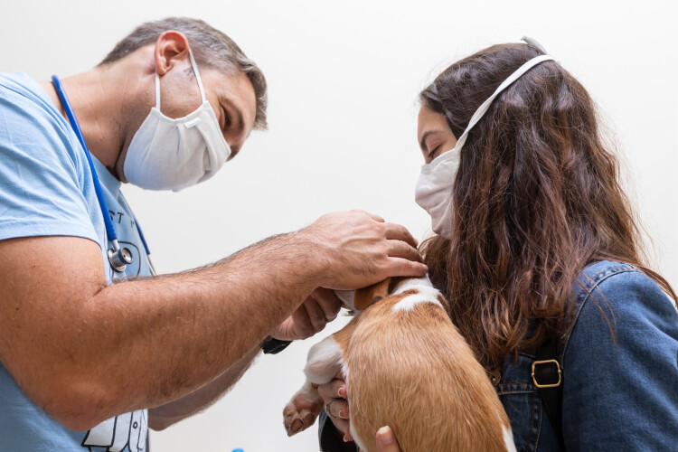 camara-de-santo-tirso-realiza-campanha-de-esterilizacao-de-animais