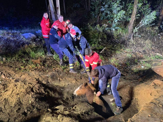 bombeiros-resgatam-cavalo-preso-em-aguas-fluviais