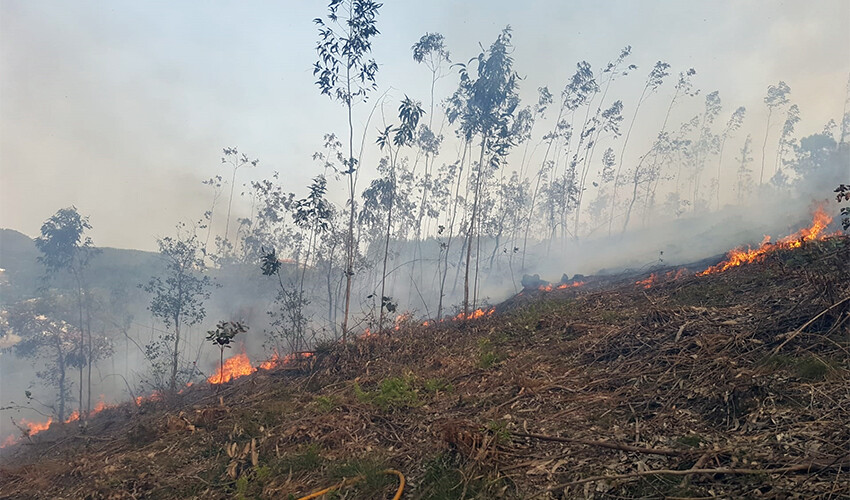 incendio-consumiu-tres-hectares-de-floresta-na-agrela