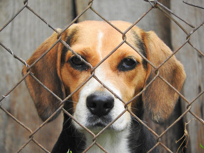 governo-apoia-centros-de-recolha-de-animais