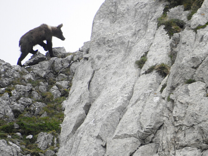 caminhantes-nortenhos-avistam-urso-pardo