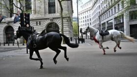 cavalos-a-solta-em-londres-causam-quatro-feridos