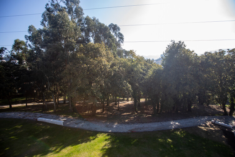parque-silvestre-do-verdeal-avanca-a-bom-ritmo