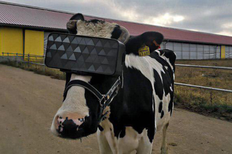 vacas-com-oculos-virtuais-para-acalmar-e-aumentar-producao-de-leite