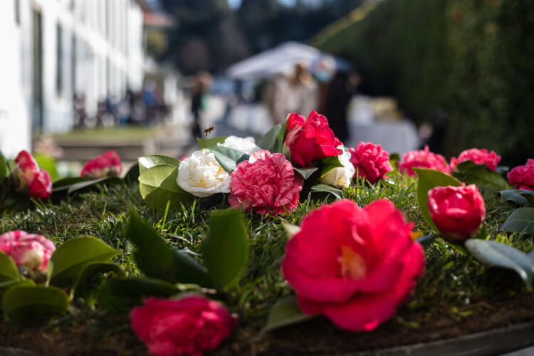 santo-tirso-volta-a-celebrar-a-beleza-e-elegancia-das-camelias