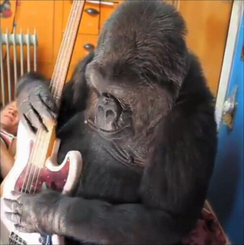 morreu-koko-a-gorila-que-dominava-linguagem-gestual