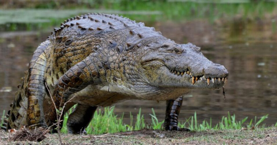 crocodilo-no-rio-douro-podera-afinal-ser-uma-lontra