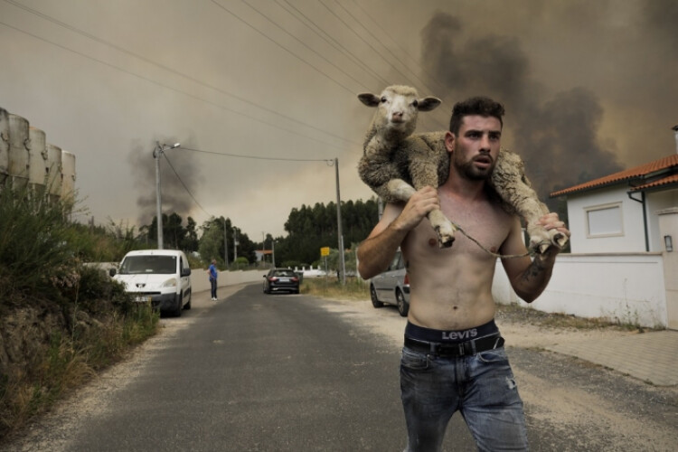 imagem-de-homem-a-salvar-ovelha-das-chamas-esta-a-tornar-se-viral