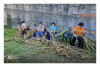 Desfolhada Tradicional_ LNSM-CD_ 2026 (3)