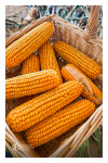 Desfolhada Tradicional_ UCCI_ 2026 (6)