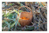 Desfolhada Tradicional_ LNSM-CD_ 2026 (32)