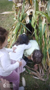 Desfolhada tradicional_ CSCMENC  (11)