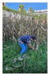 Desfolhada Tradicional_ LNSM-CD_ 2026 (1)