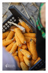 Desfolhada Tradicional_ LM-LRDL_ 2026 (15)