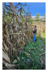 Desfolhada Tradicional_ LNSM-CD_ 2026 (4)