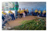 Desfolhada Tradicional_ UCCI_ 2026 (8)