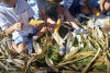 Desfolhada Tradicional_ CIB_ Sala 7 (7)