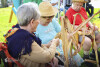 Desfolhada tradicional_ LSA_ 31