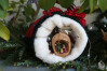 Natal_2021_IRSI_058