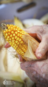 Desfolhada tradicional_ LCSCMENC_ 31