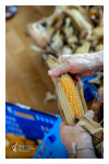 Desfolhada Tradicional_ LSA_ 2026 (14)