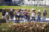 Desfolhada Tradicional_ CIB_ Sala 6 (4)