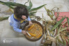 Desfolhada tradicional_ CAF_ 06