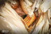 Desfolhada tradicional_ LCSCMENC_ 40