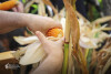 Desfolhada tradicional_ LSA_ 26