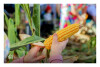 Desfolhada Tradicional_ CSCMENC_ 2026 (9)