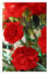 25 ABRIL_ LM_LRDL_ 29