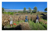 Desfolhada Tradicional_ LNSM-CD_ 2026 (2)