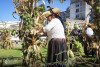 Desfolhada tradicional_ LM_LRDL_ 57