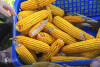 Desfolhada tradicional_ LNSM_ CD_ 19