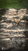 Santos Populares_LSA_LNSM_19