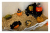 Halloween_ IRSI_ 2025 (8)