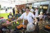 Desfolhada tradicional_ LSA_ 11