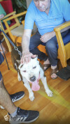 Demonstração Canina_ LSA_ 34
