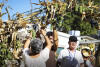 Desfolhada tradicional_ LM_LRDL_ 55