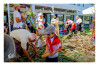 Desfolhada Tradicional_ CSCMENC_ 2026 (17)