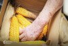 Desfolhada tradicional_ LCSCMENC_ 21