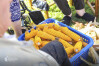 Desfolhada tradicional_ LNSM_ CD_ 15