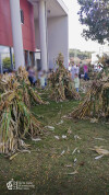 Desfolhada tradicional_ CSCMENC_EI_ 12