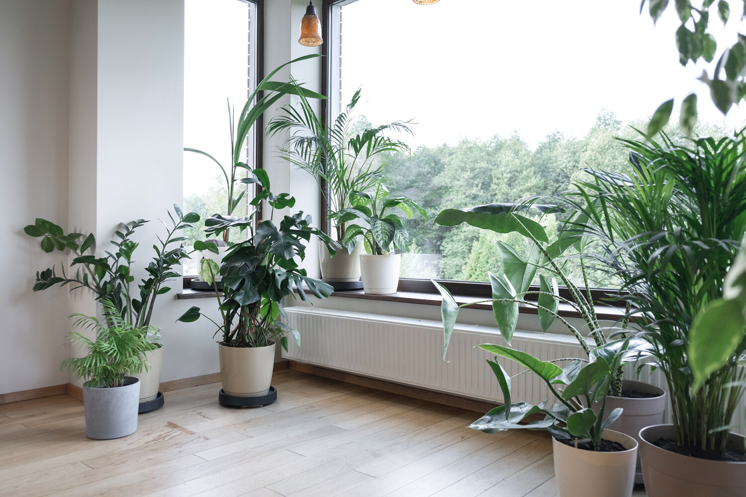Transform your Home Project: 6 Steps to Incorporate Natural Elements with  Biophilic Design - ALMA de LUCE
