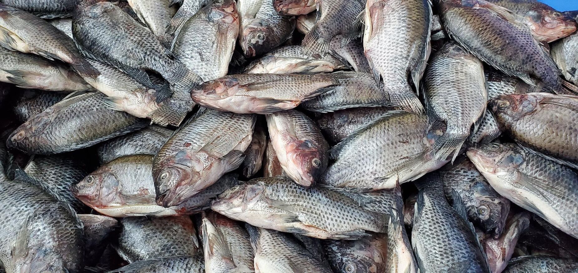 Ração para peixes criada através da reutilização de um subproduto do biodiesel