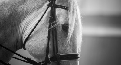 O PLANO DE TRABALHO CONTINUA (DENTRO E FORA DE CASA)